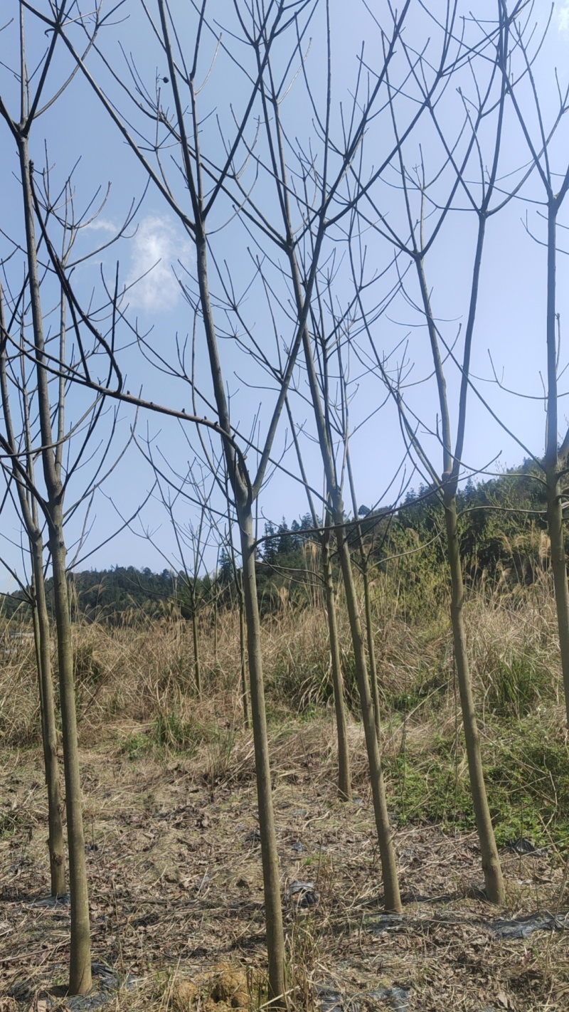 怀化油桐树直径四公分以上可以现场看货挑货满意为止视频看货