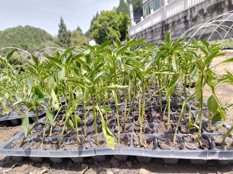 辣椒苗（尾货处理）数量有限，先到先得。