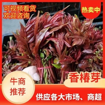 香椿芽红油香椿芽，现摘现发货。对接市场电商，商超可代发货