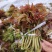 香椿芽红油香椿芽，现摘现发货。对接市场电商，商超可代发货