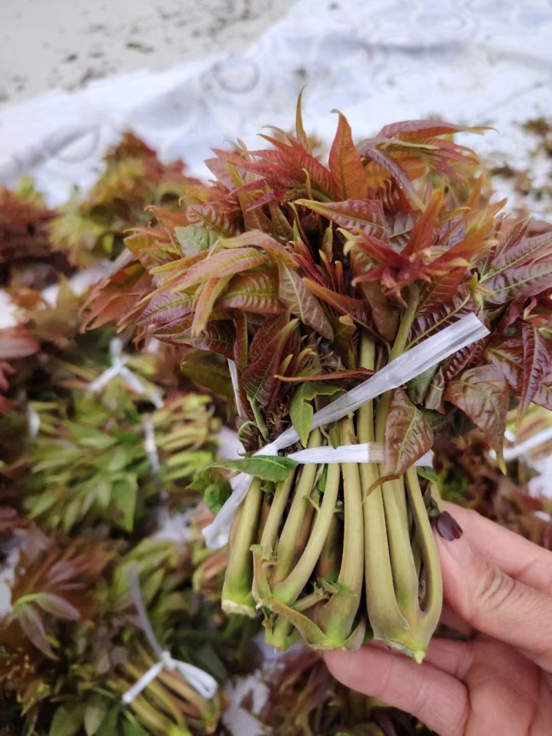 香椿芽红油香椿芽，现摘现发货。对接市场电商，商超可代发货