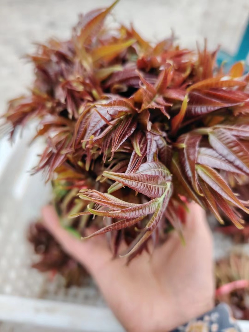 香椿芽红油香椿芽，现摘现发货。对接市场电商，商超可代发货