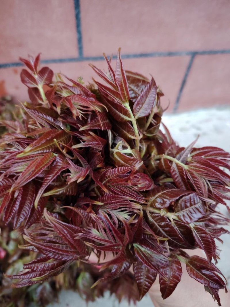 香椿芽红油香椿芽，现摘现发货。对接市场电商，商超可代发货