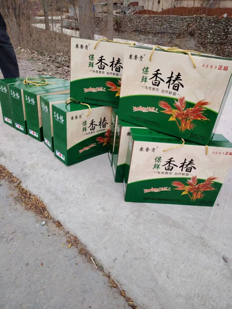 香椿芽红油香椿芽，现摘现发货。对接市场电商，商超可代发货