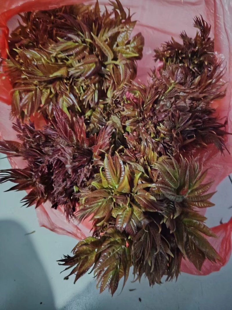 香椿芽红油香椿芽，现摘现发货。对接市场电商，商超可代发货