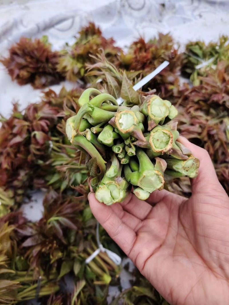 香椿芽红油香椿芽，现摘现发货。对接市场电商，商超可代发货