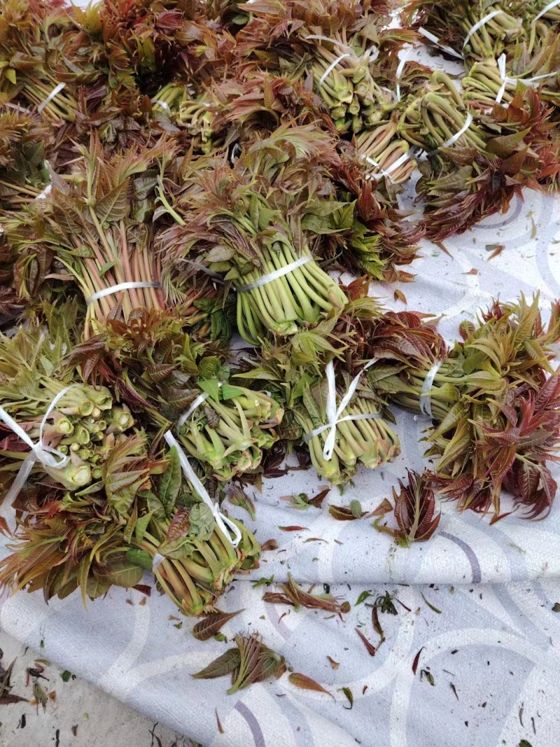 香椿芽红油香椿芽，现摘现发货。对接市场电商，商超可代发货