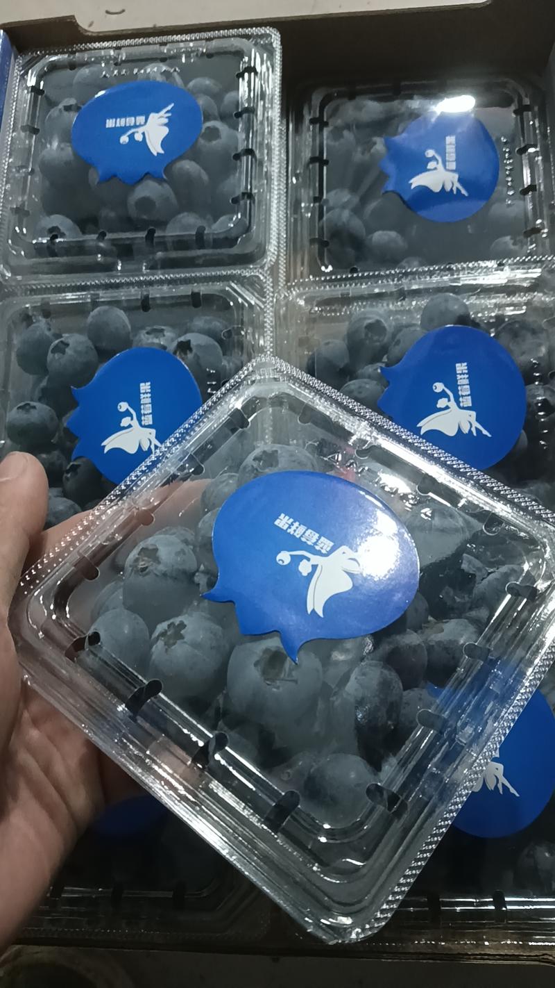蓝莓鲜果十二合一欢迎各地客商实地考察