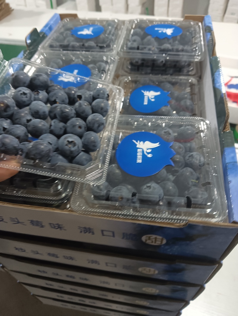 蓝莓鲜果十二合一欢迎各地客商实地考察