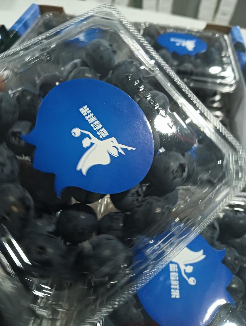 蓝莓鲜果十二合一欢迎各地客商实地考察