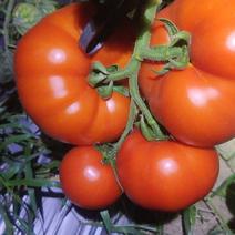 精品西红柿硬粉西红柿货源充足量大从优质量保证欢迎咨询