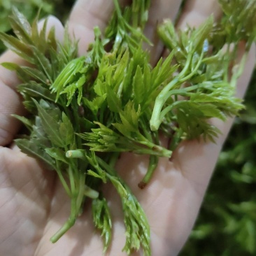 湖北恩施藤茶2024年新茶芽朵茶