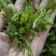 湖北恩施藤茶2024年新茶芽朵茶
