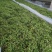 湖北恩施藤茶2024年新茶芽朵茶