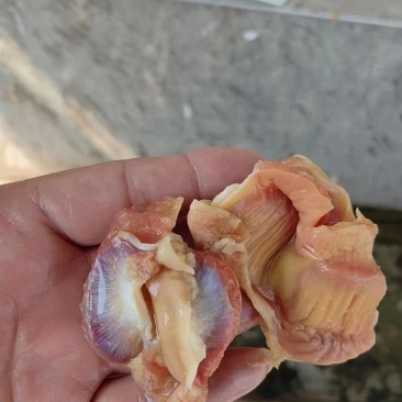鸡胗