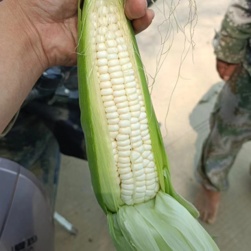 万糯2000白糯玉米