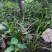 优惠批发兰花种苗春兰蕙兰下坡老品种兰花易成活可开票包邮
