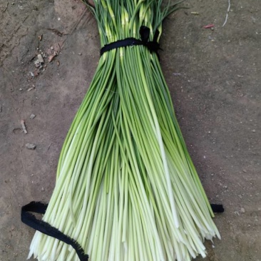 白帽蒜苔质量优质