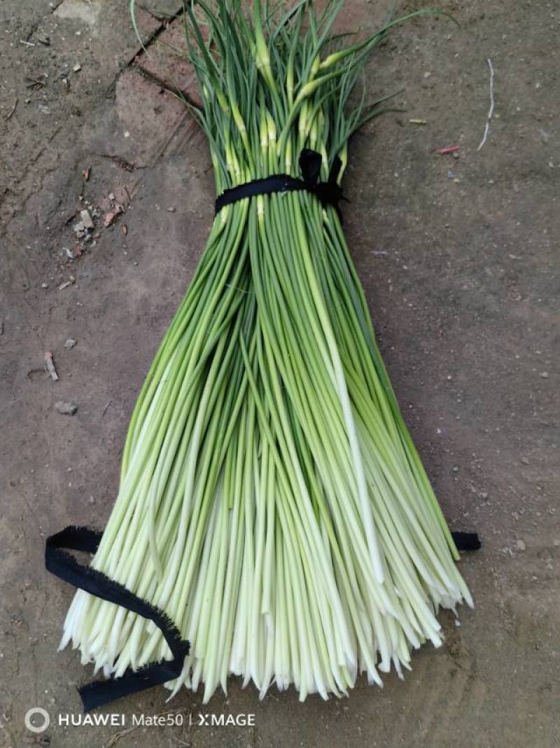 白帽蒜苔质量优质
