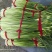 白帽蒜苔质量优质