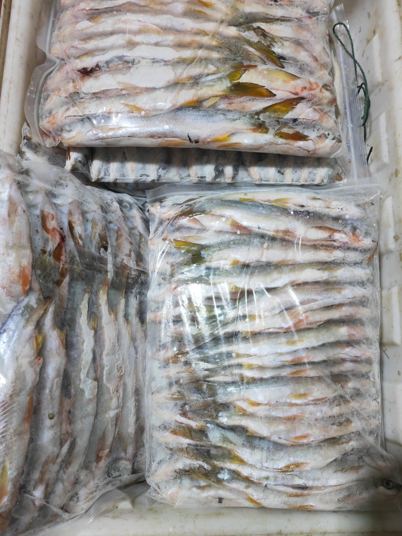 精品黄尾巴鱼，大量出货，量大从优，发往全国各地，欢迎联系