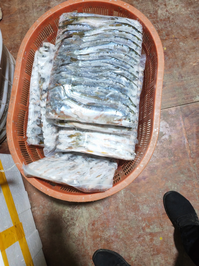 精品黄尾巴鱼，大量出货，量大从优，发往全国各地，欢迎联系