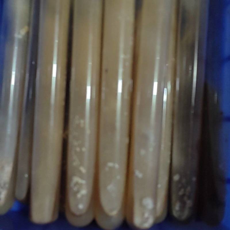 羊肚菌母种六妹！七妹！18X180mm规格！PDA培养基