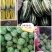 网纹瓜晓蜜25哈蜜瓜甜瓜市场直供价格优惠欢迎咨询