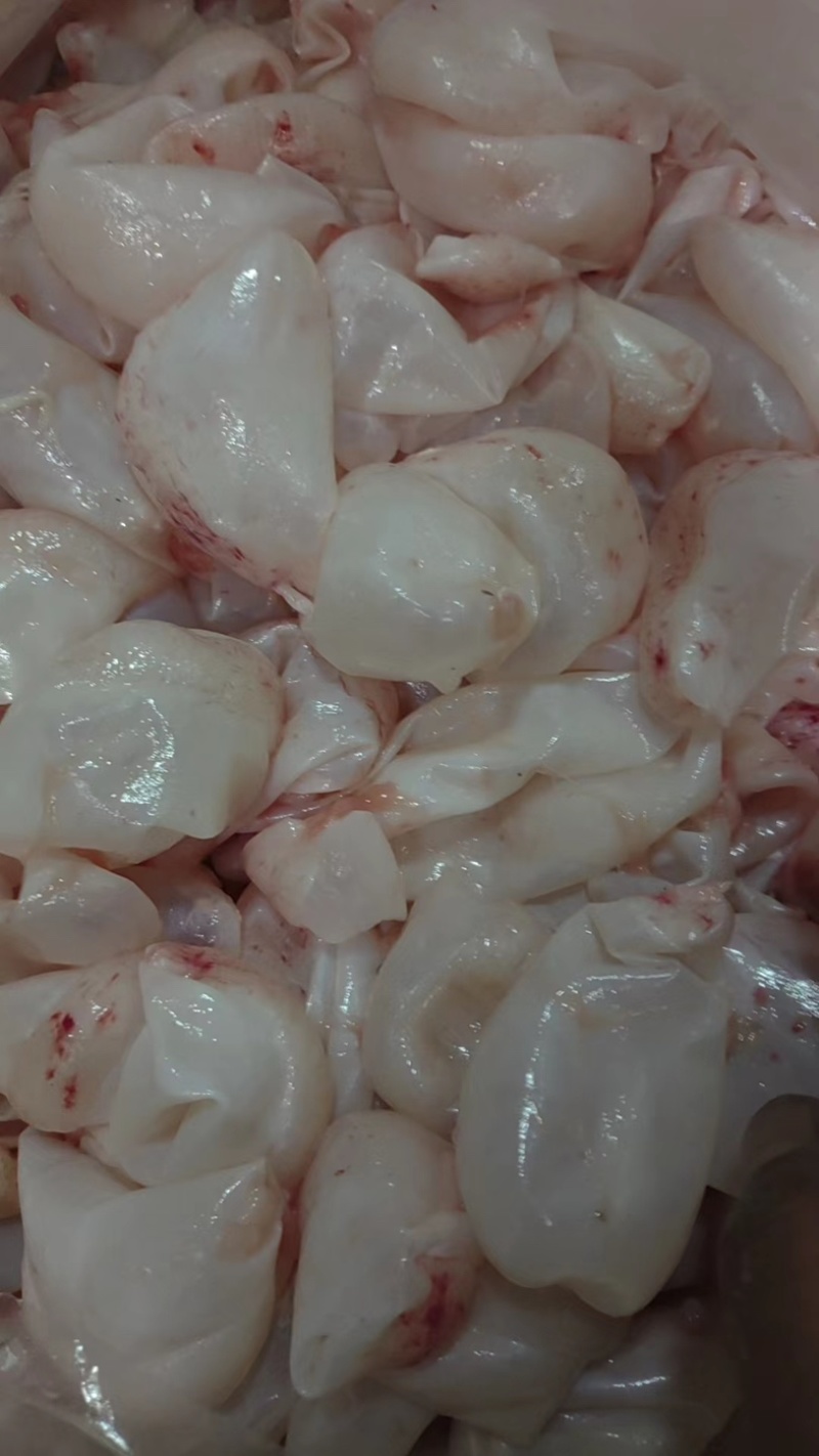 白鲢鱼内泡