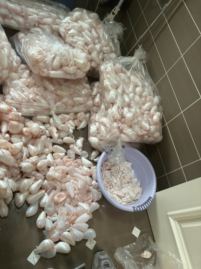白鲢鱼内泡