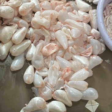 白鲢鱼内泡