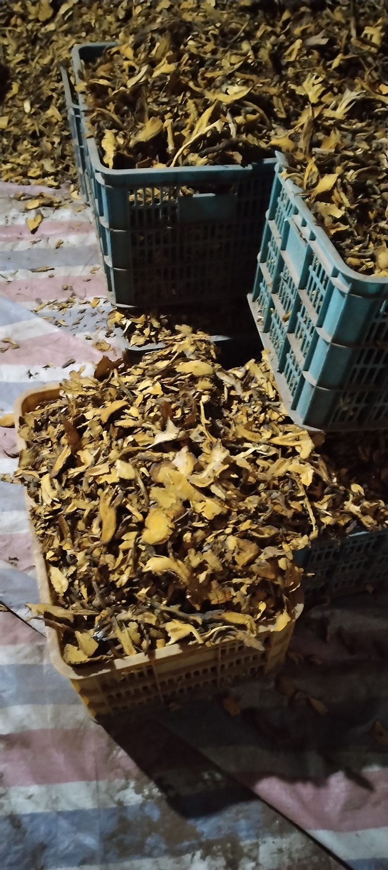 虎杖.，虎杖干货现货十吨