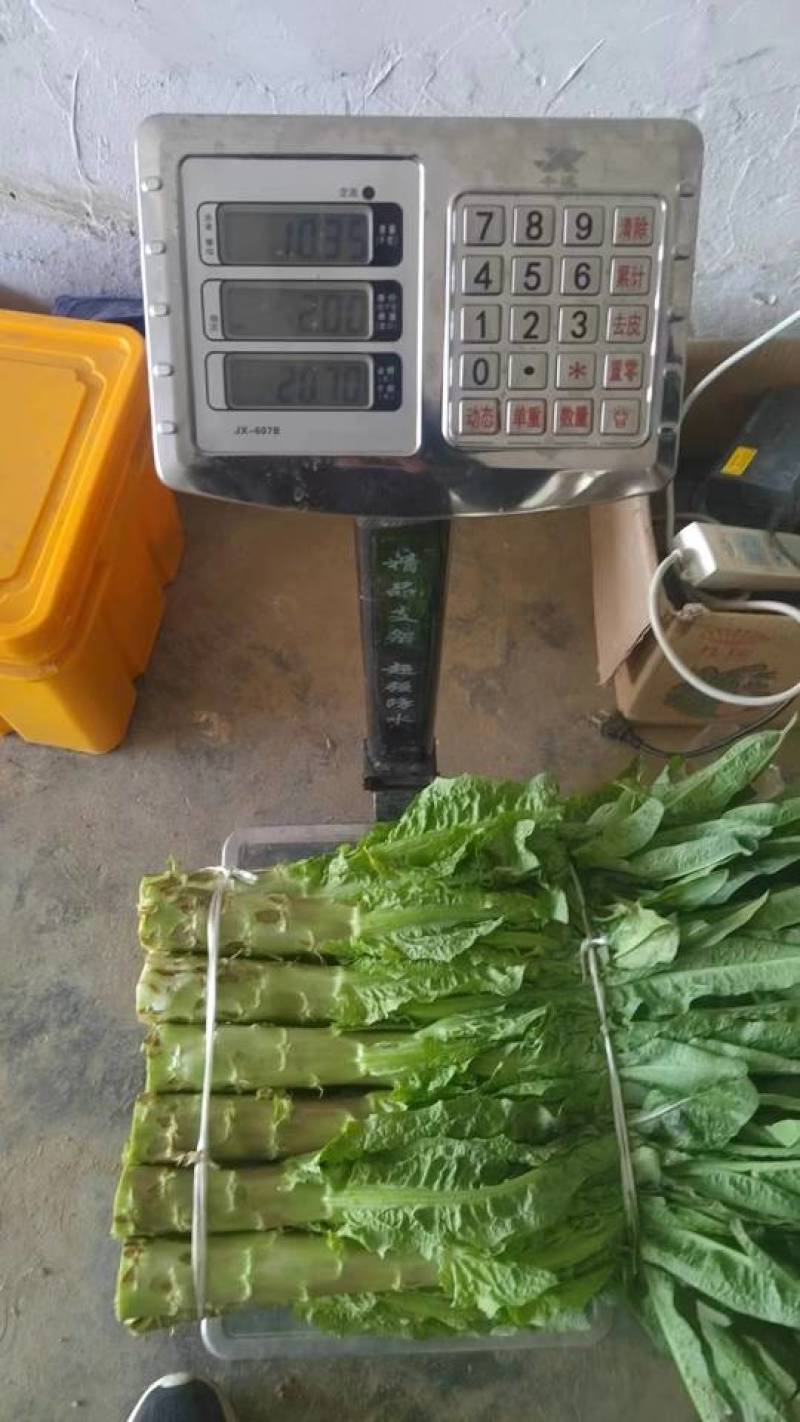 莴笋五十亩