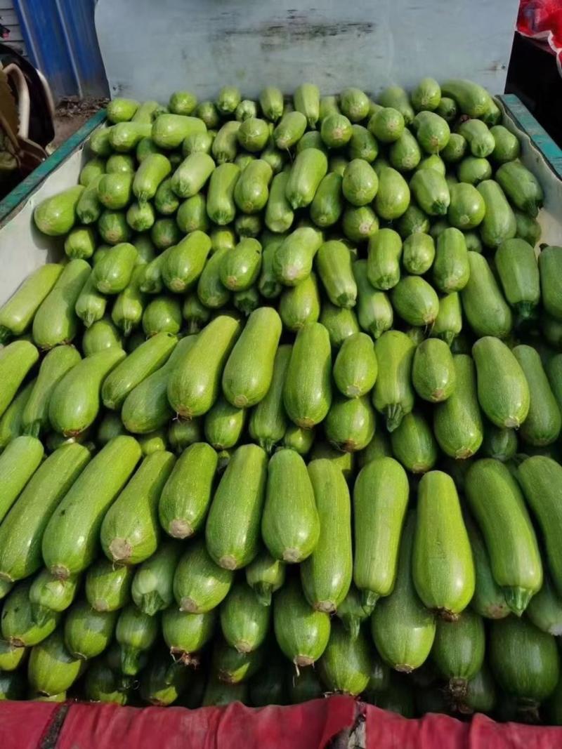 精品绿皮西葫芦，一手货源，电商批发，价格便宜全国发货