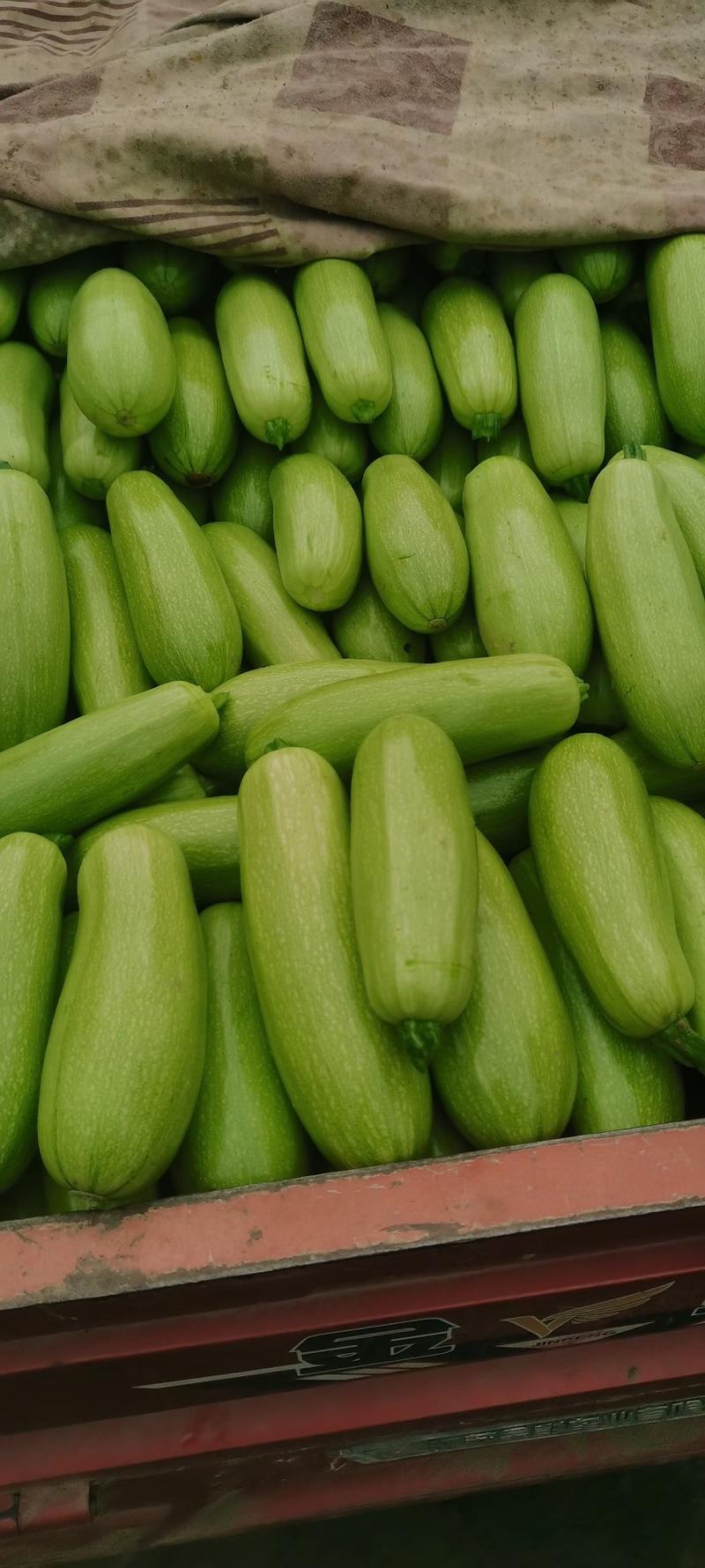 精品绿皮西葫芦，一手货源，电商批发，价格便宜全国发货