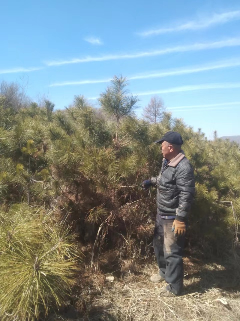 红松4年5年苗。二年小苗杯苗。东北货源。价格不贵欢迎洽谈