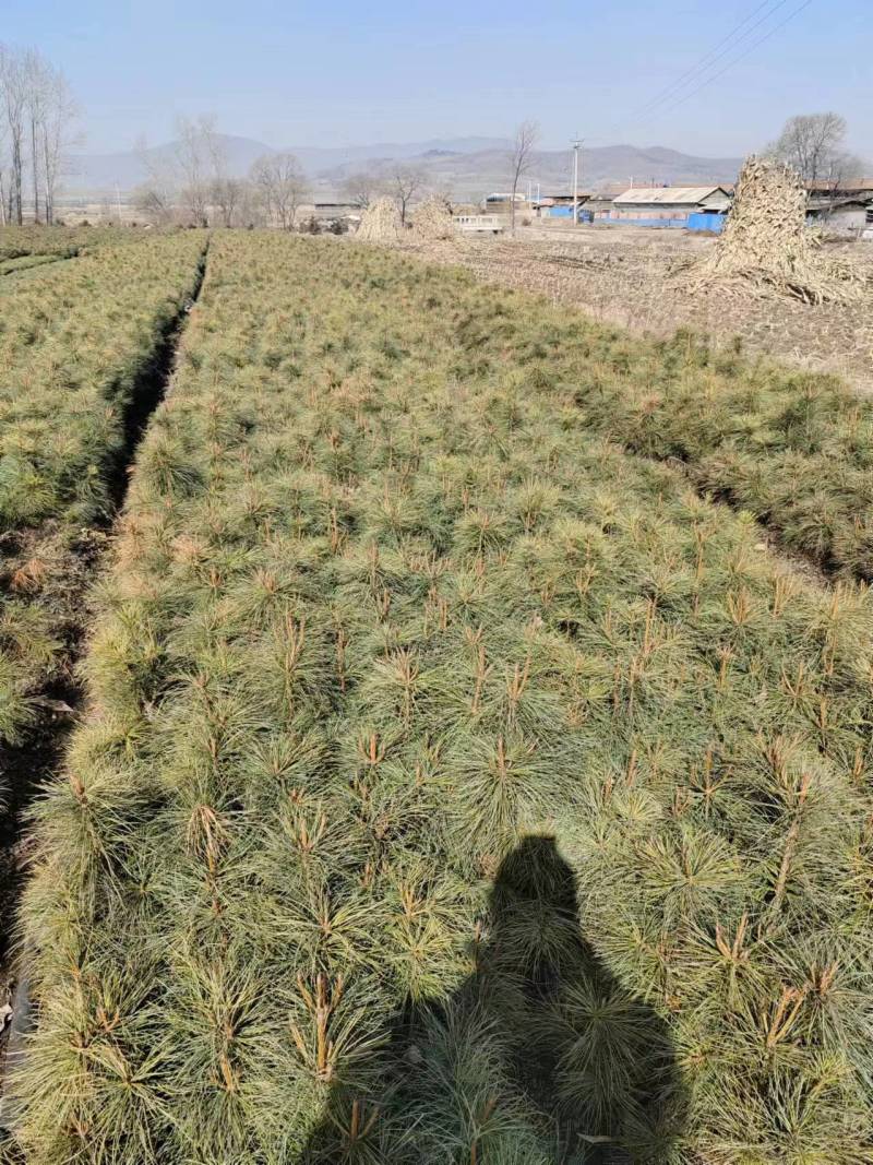 红松4年5年苗。二年小苗杯苗。东北货源。价格不贵欢迎洽谈