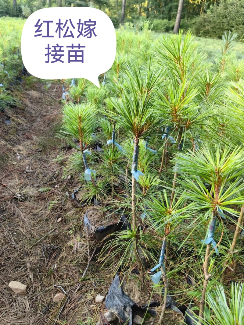 红松4年5年苗。二年小苗杯苗。东北货源。价格不贵欢迎洽谈