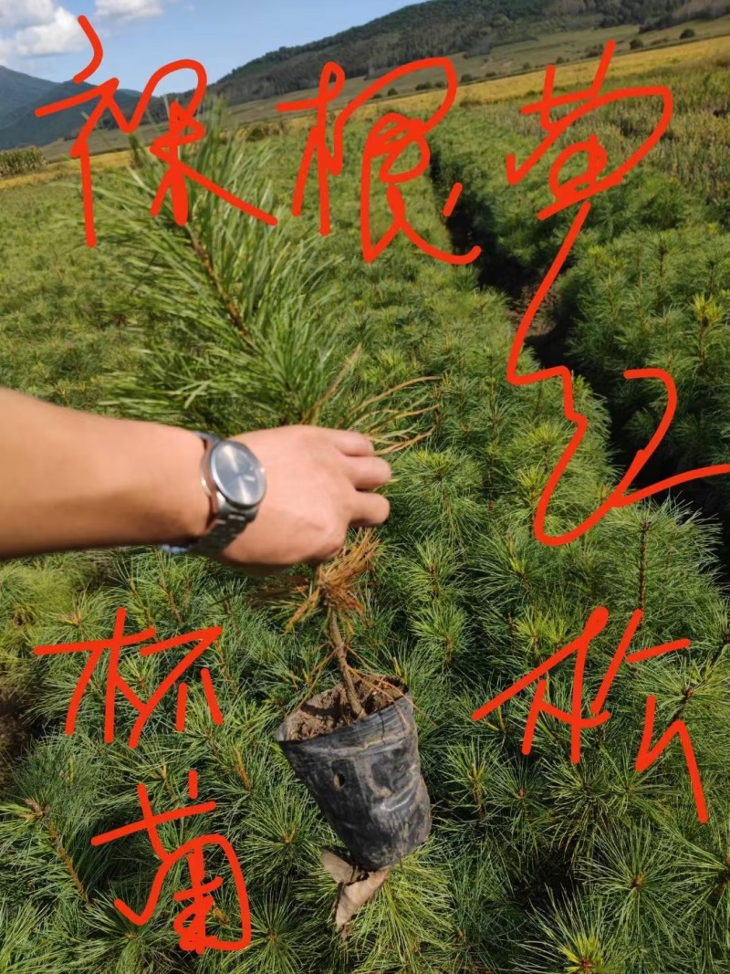 红松4年5年苗。二年小苗杯苗。东北货源。价格不贵欢迎洽谈