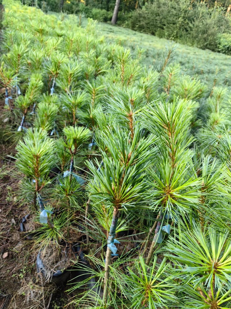 红松4年5年苗。二年小苗杯苗。东北货源。价格不贵欢迎洽谈