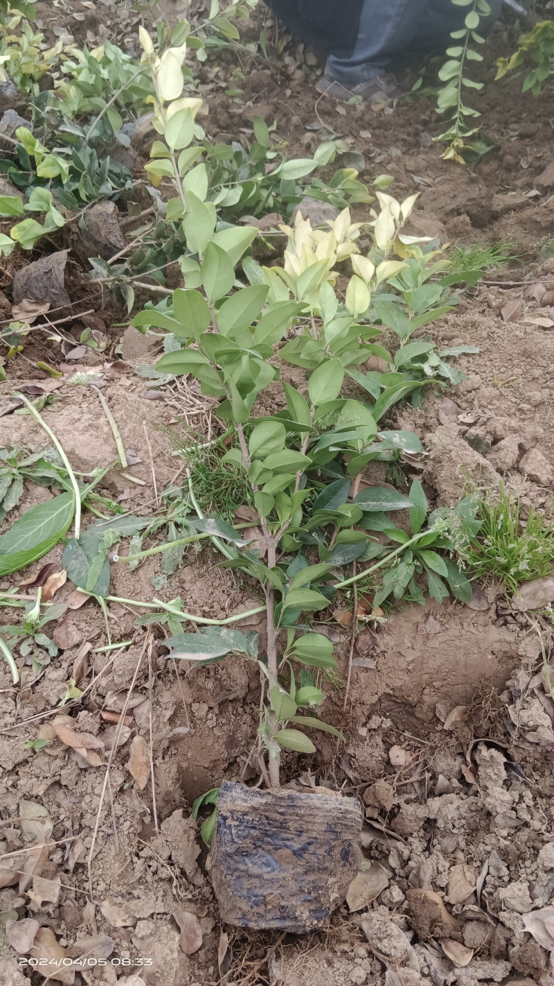营养杯金森女贞苗高55厘米大杯13/15厘米