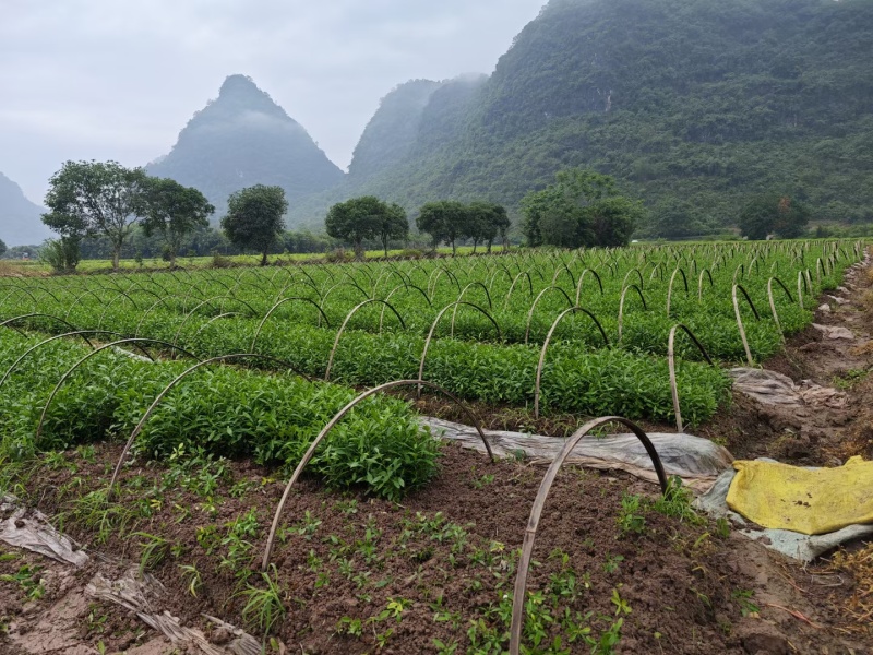 香橙苗，香橙牙苗，软枝香橙小苗强....自己播种，优惠