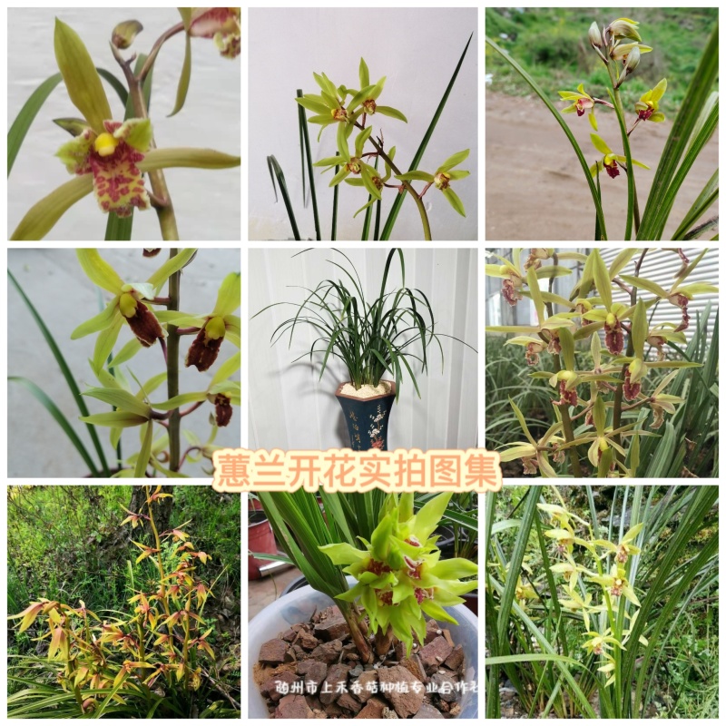 优惠批发兰花种苗春兰蕙兰下坡老品种兰花易成活可开票包邮