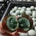 精品大松花蛋！90克往上！沙心！质量杠杠的！散卖批发
