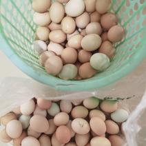农家散养土鸡蛋，保质保量，新鲜