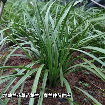 优惠批发兰花种苗春兰蕙兰下坡老品种兰花易成活可开票包邮