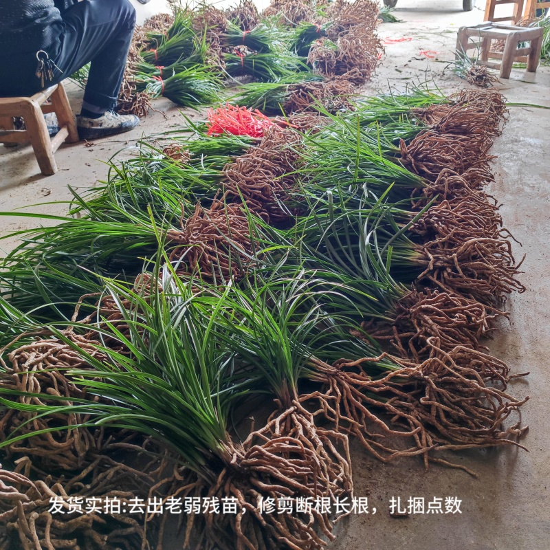 优惠批发兰花种苗春兰蕙兰下坡老品种兰花易成活可开票包邮