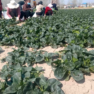 菠菜，趴地菠菜，菠菜批发，河南菠菜，市场货