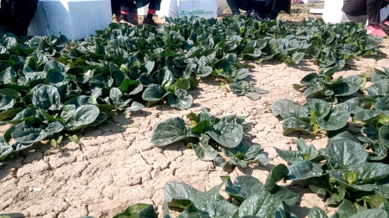 菠菜，趴地菠菜，菠菜批发，河南菠菜，市场货