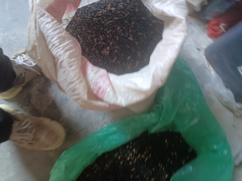 干种子，今年新货，出芽率好